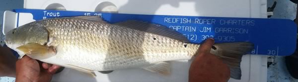 Redfish Fishing Guide